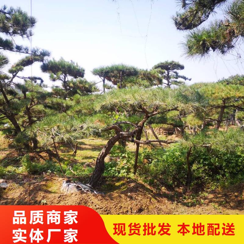  造型松值得買