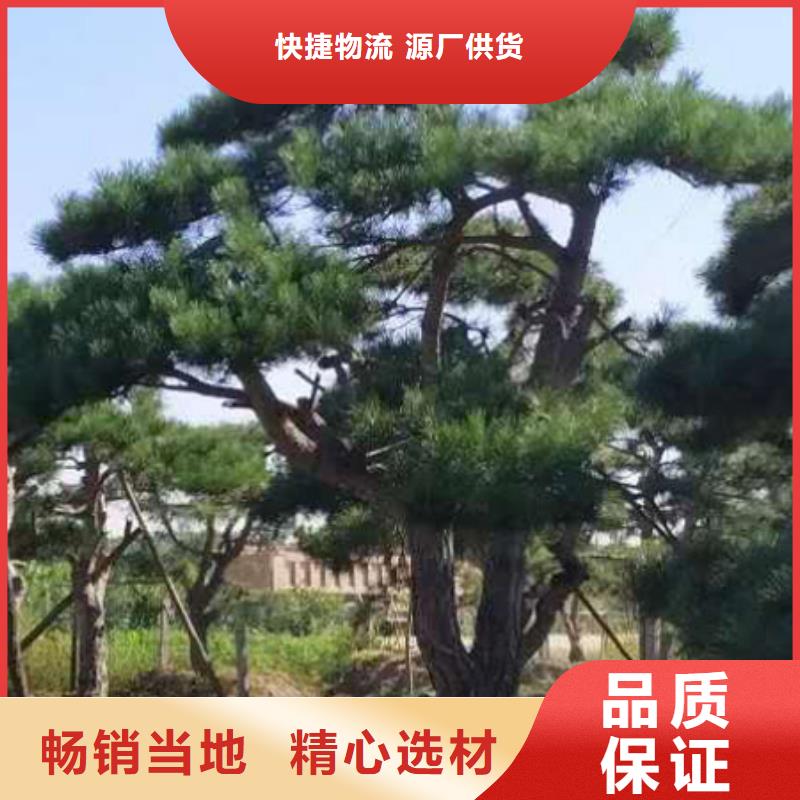 造型松造型黑松品质信得过