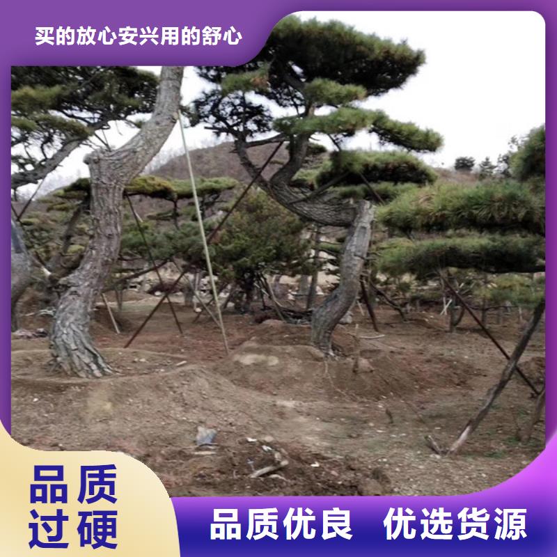 造型松造型油松省心又省钱