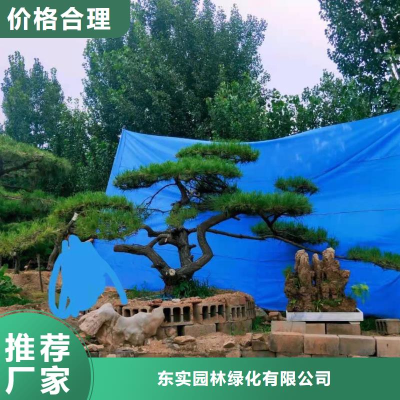  造型松真材实料加工定制