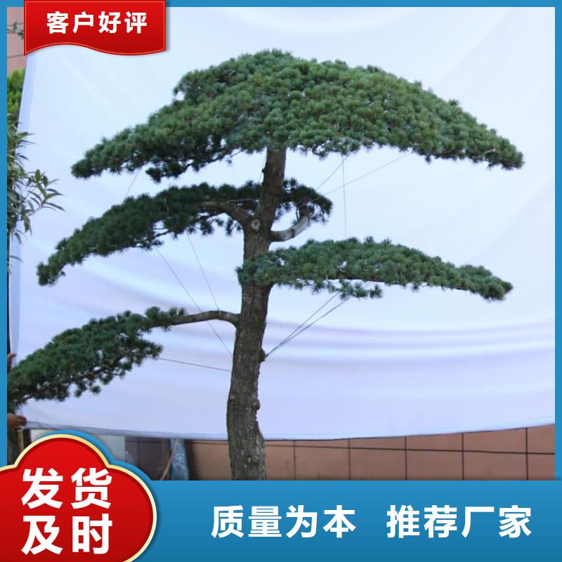 造型松【古桩】48小时发货