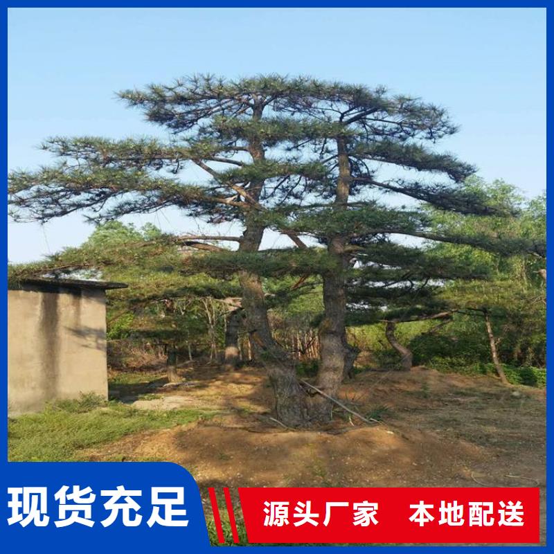【造型松】造型松价格质检严格放心品质