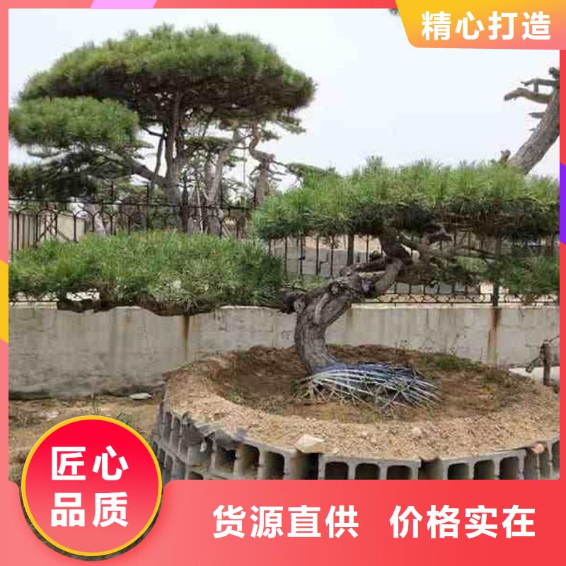 造型松_造型池松專注細節專注品質