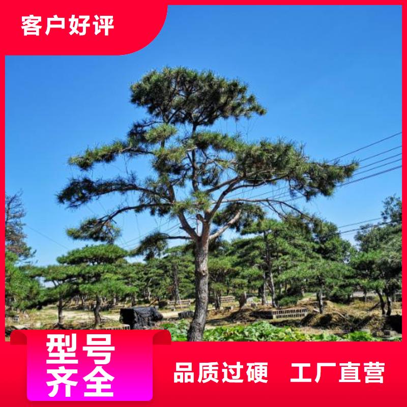 造型松 盆景性价比高