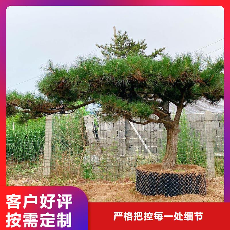 造型松【奇石】应用广泛