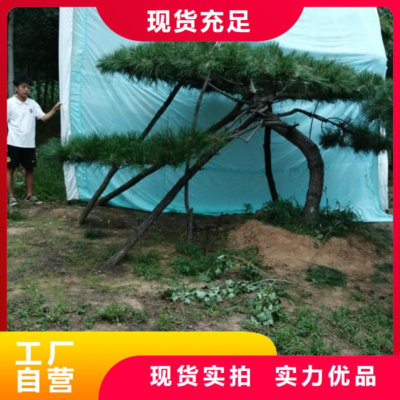 【造型松】迎客松信誉至上