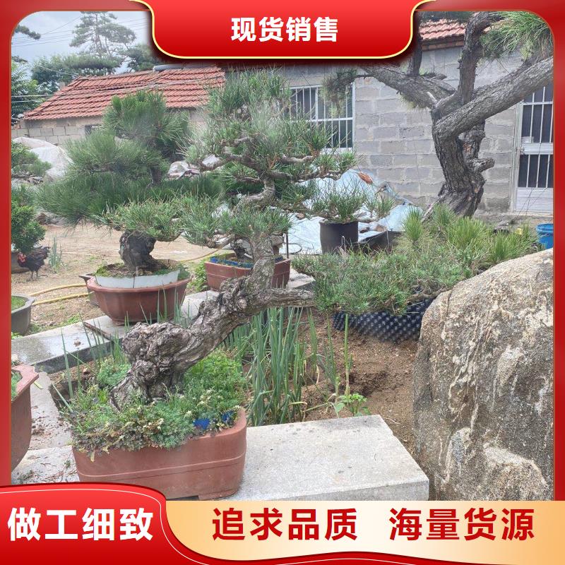 【造型松】迎客松信誉至上