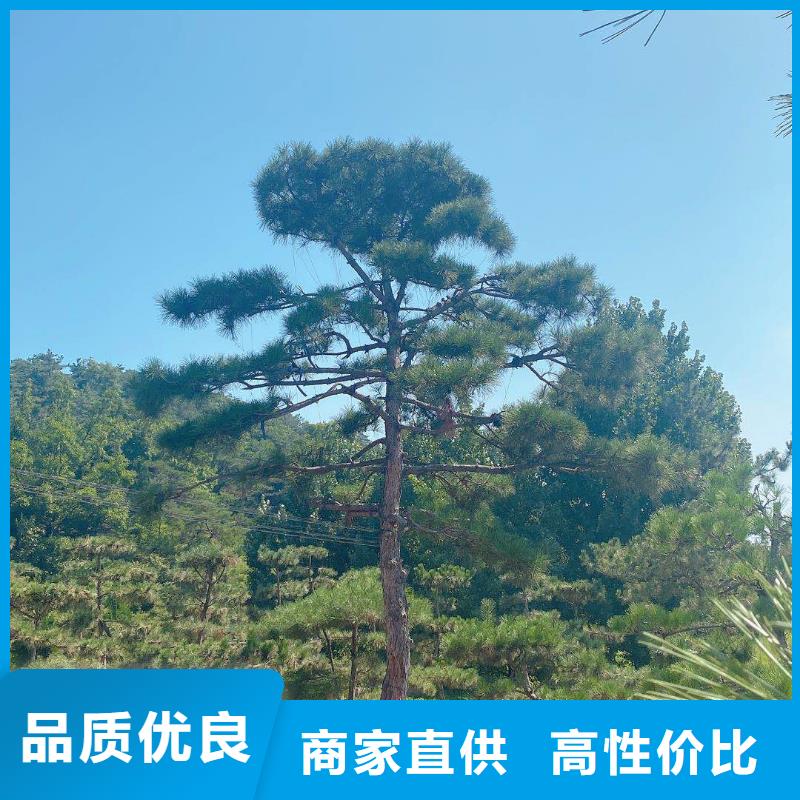 造型松造型油松源头工厂量大优惠