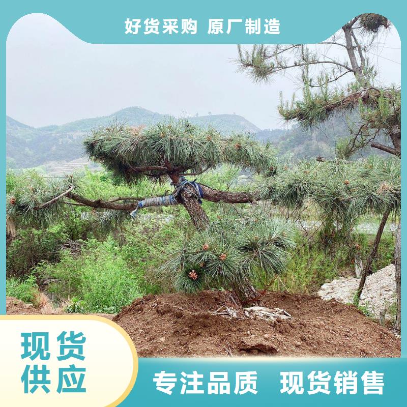 造型松【油松】規格齊全