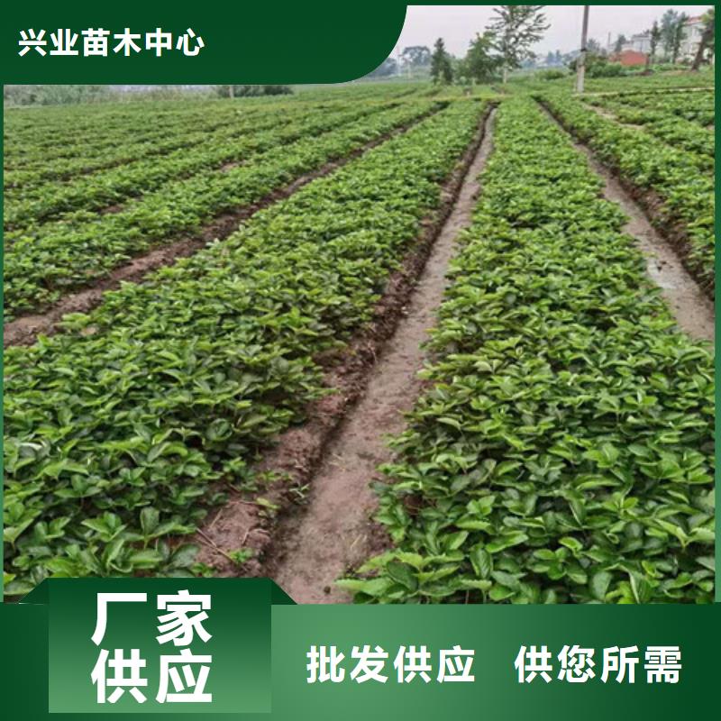 【草莓苗梨樹苗快速物流發(fā)貨】