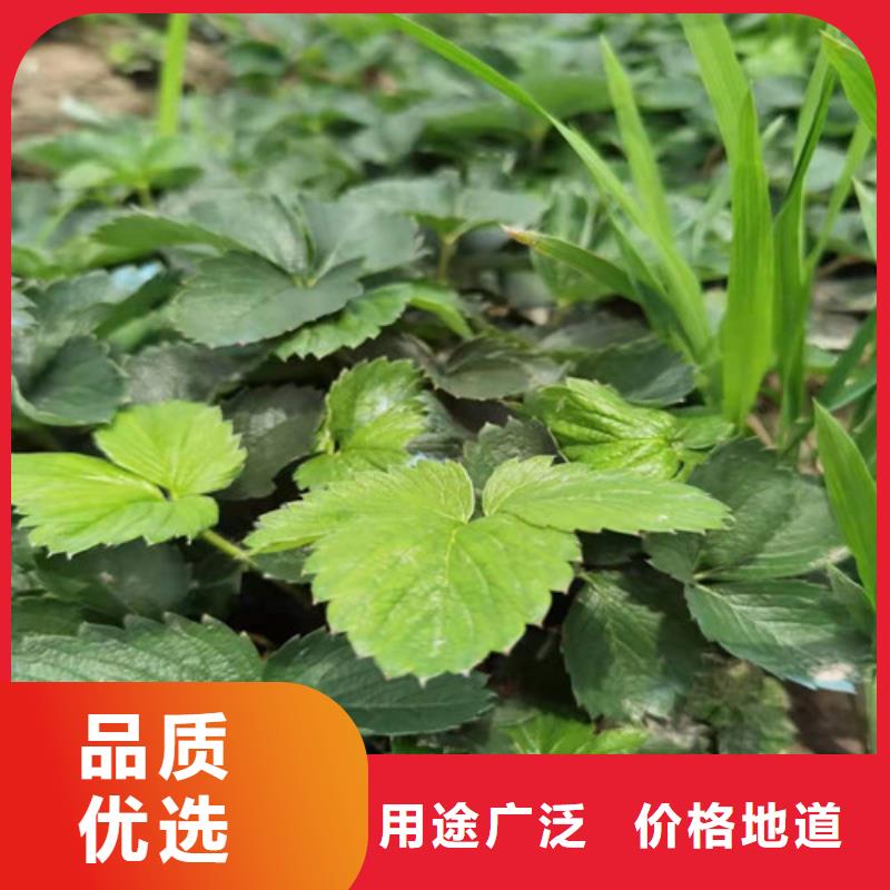 【草莓苗】红颜草莓苗质量好