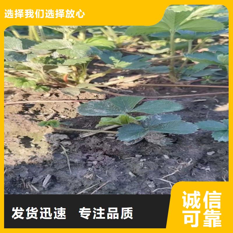 草莓苗葡萄苗厂家货源稳定