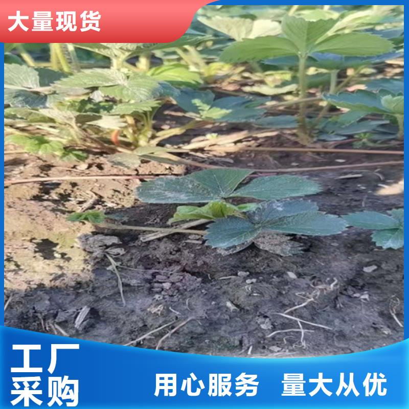 【草莓苗山楂苗材质实在】