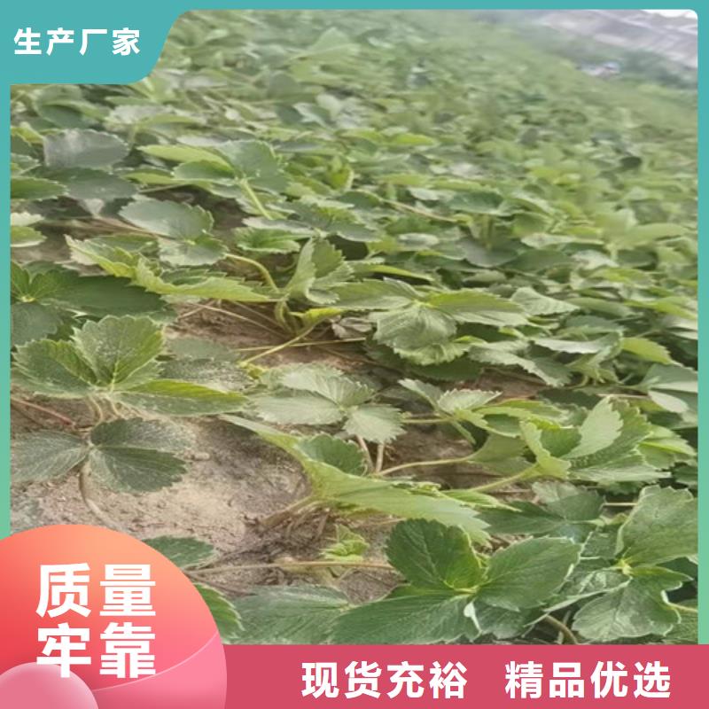 草莓苗-花椒苗專業(yè)生產(chǎn)團(tuán)隊(duì)
