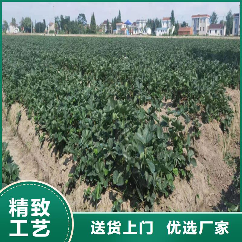 草莓苗无花果苗优质材料厂家直销