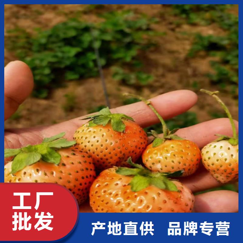 【草莓苗】,樱桃树苗甄选好物