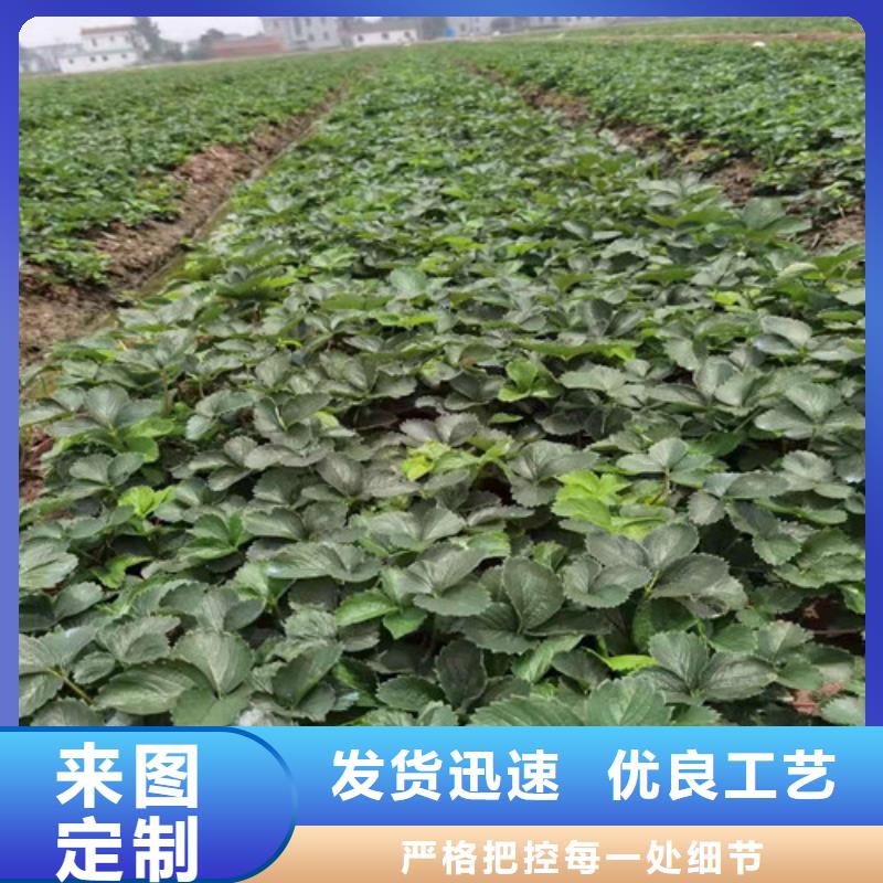 草莓苗无花果苗优质材料厂家直销