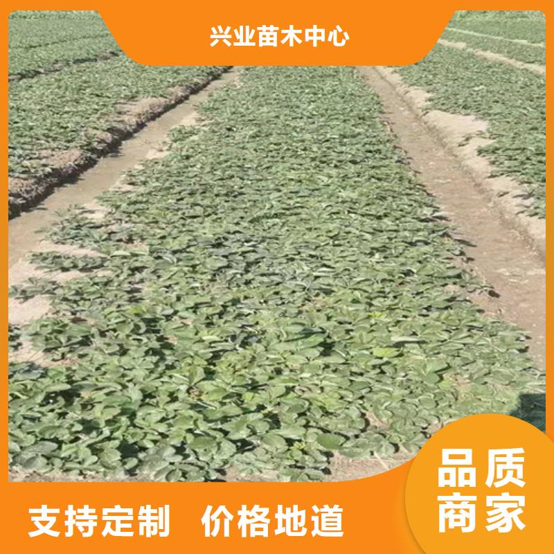 草莓苗-桃樹苗交貨準時