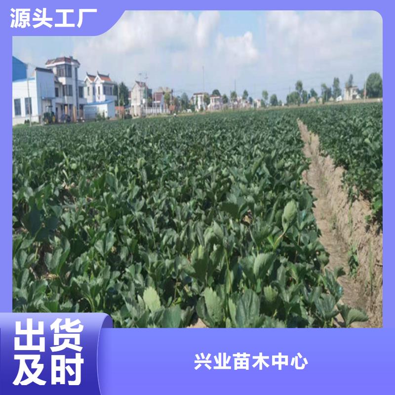草莓苗蘋果樹苗商家