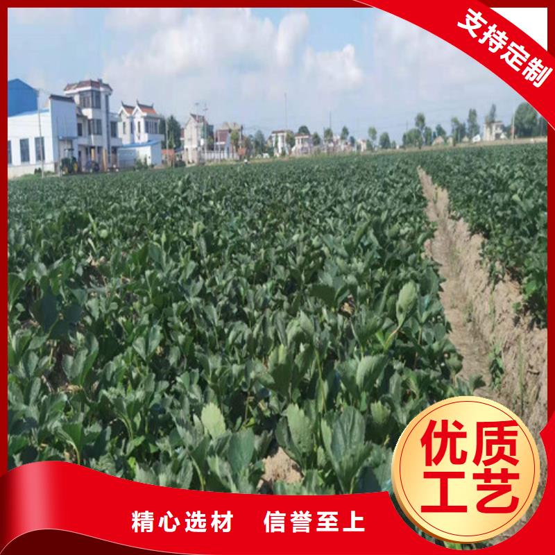 草莓苗_大雪棗苗實力雄厚品質保障