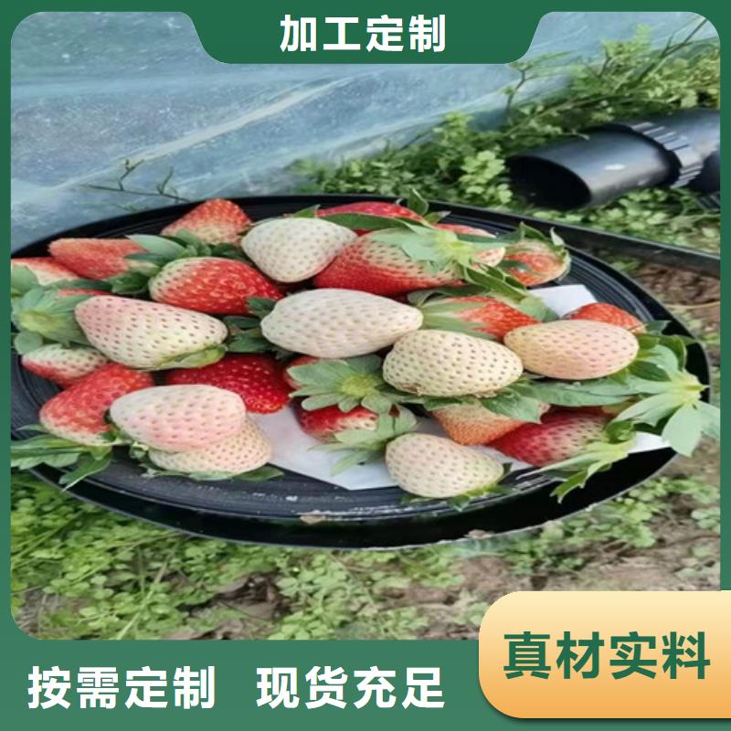 草莓苗_车厘子苗厂家直销省心省钱