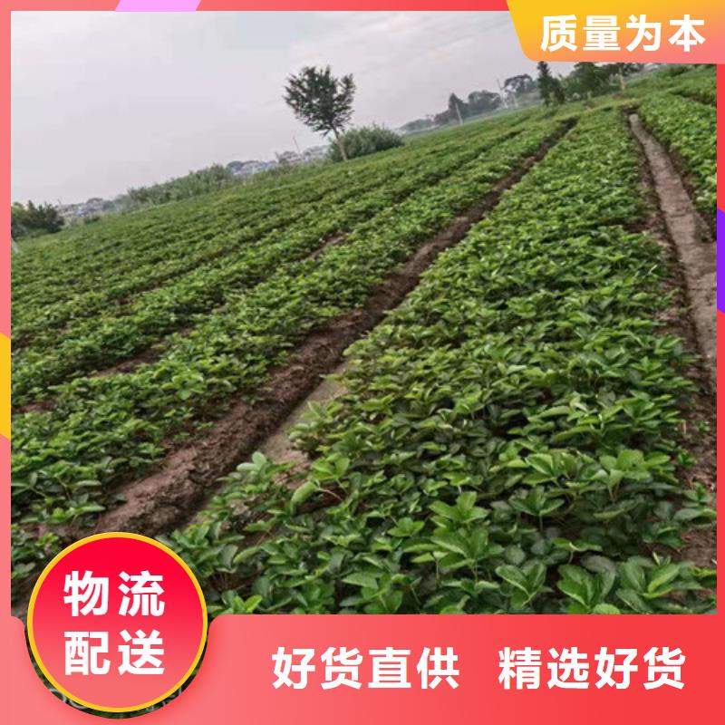 【草莓苗】红颜草莓苗质量好