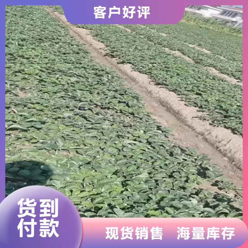 草莓苗自有生產工廠