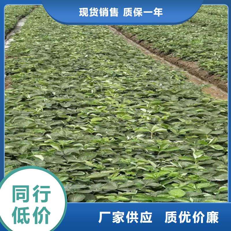 草莓苗-【大棚草莓苗】的简单介绍