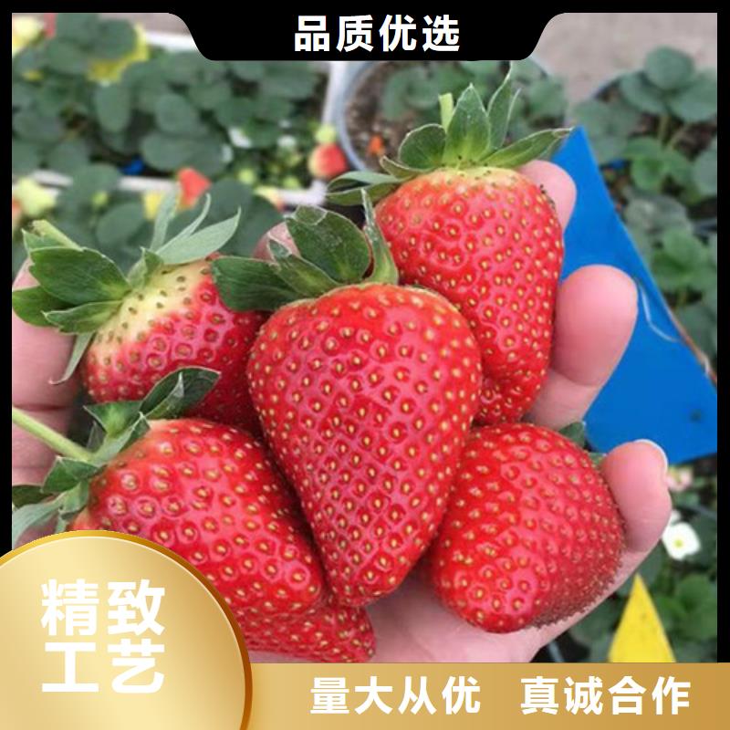 草莓苗板栗树放心购