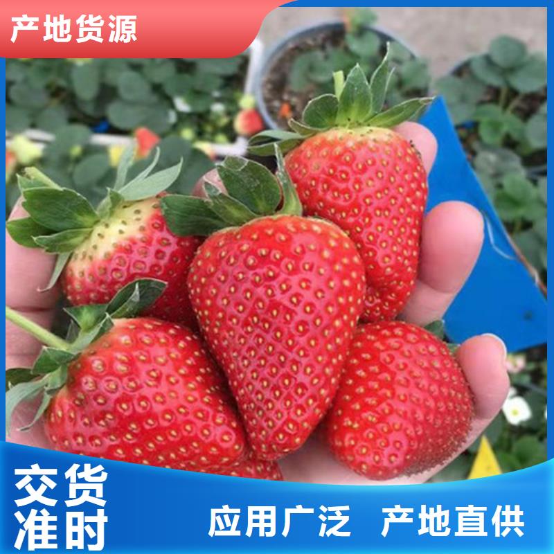 草莓苗-【大棚草莓苗】的简单介绍