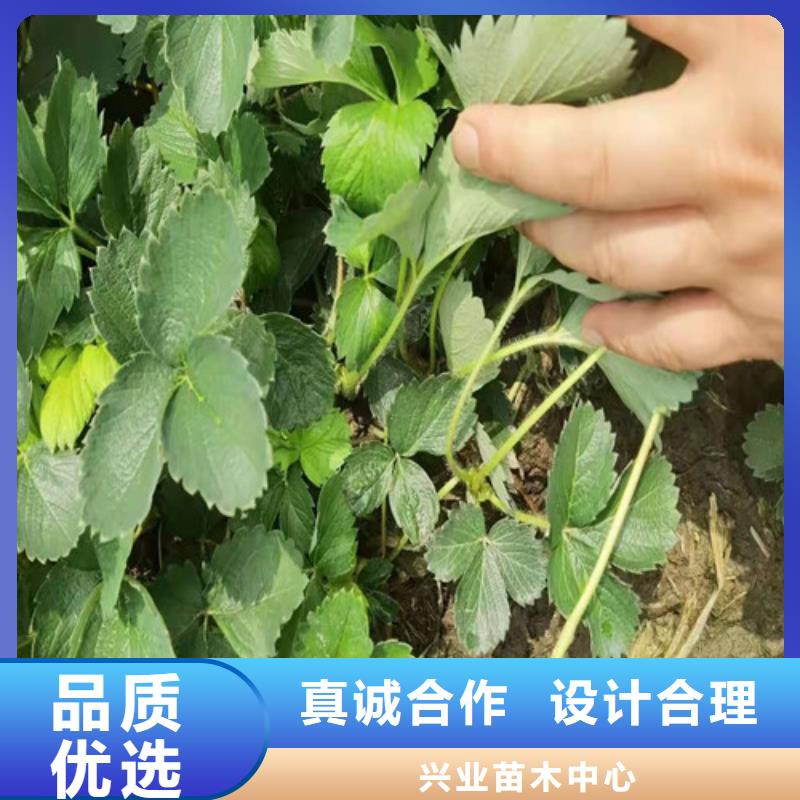 草莓苗板栗树放心购