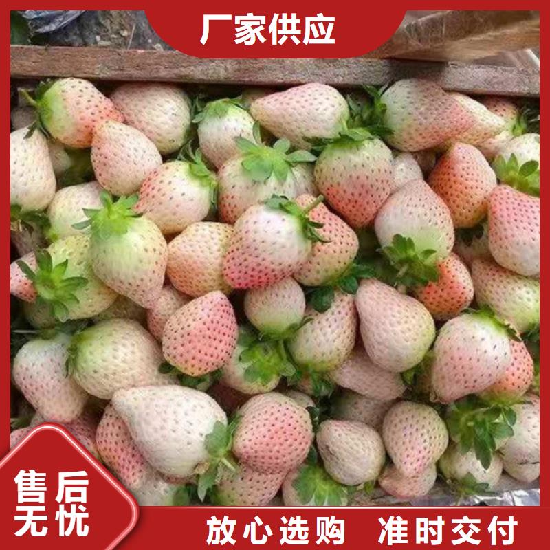 【草莓苗】花椒苗市场行情