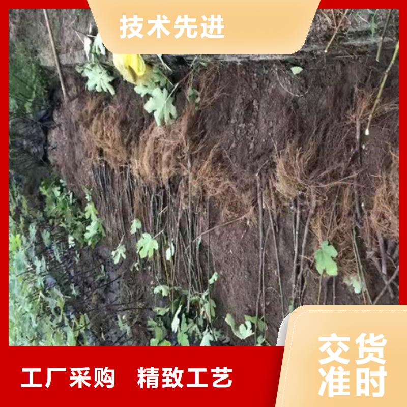 無花果紅耔山楂苗廠家直營