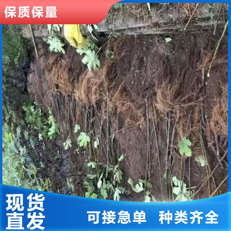 無花果獼猴桃苗性能穩定