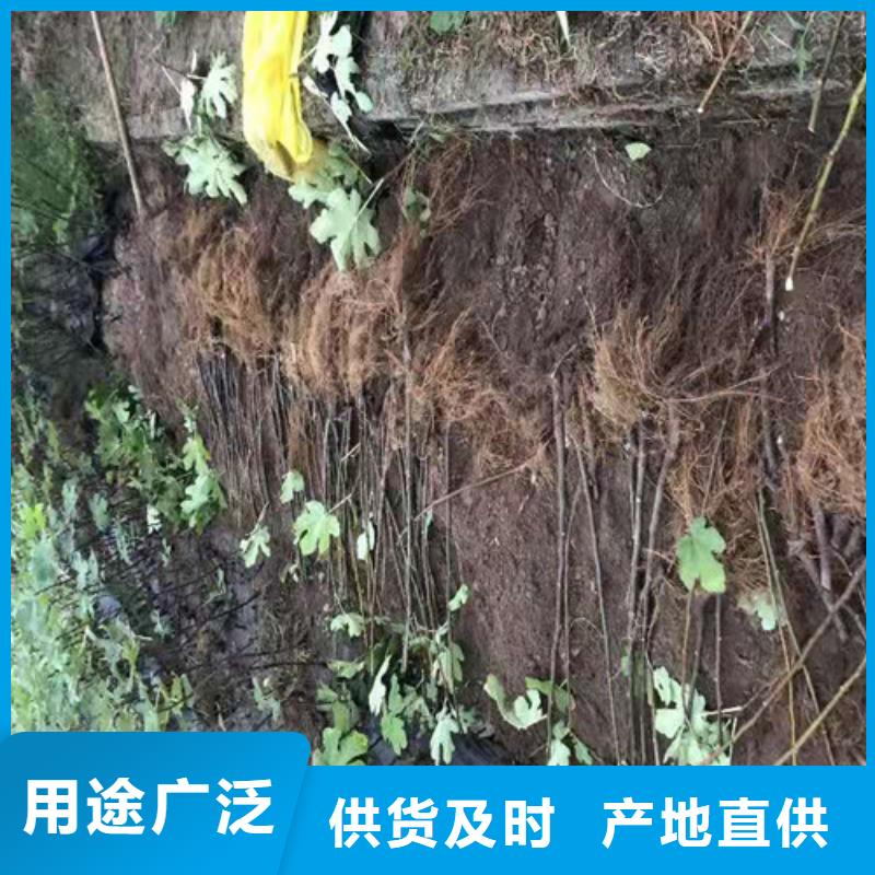 无花果,桃树苗一站式供应