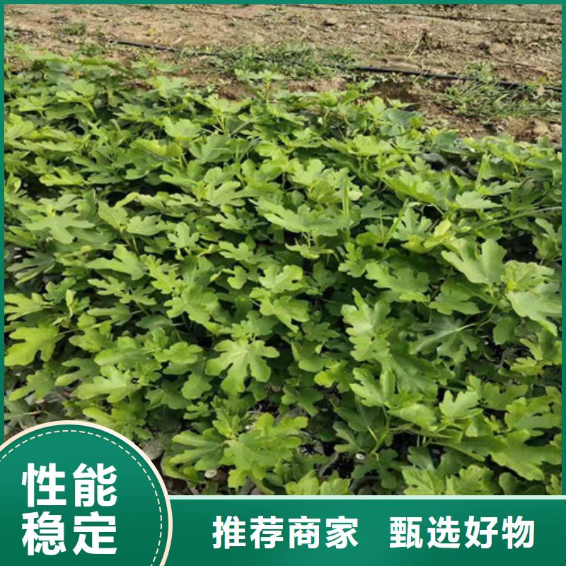 無(wú)花果_甜茶苗品質(zhì)有保障