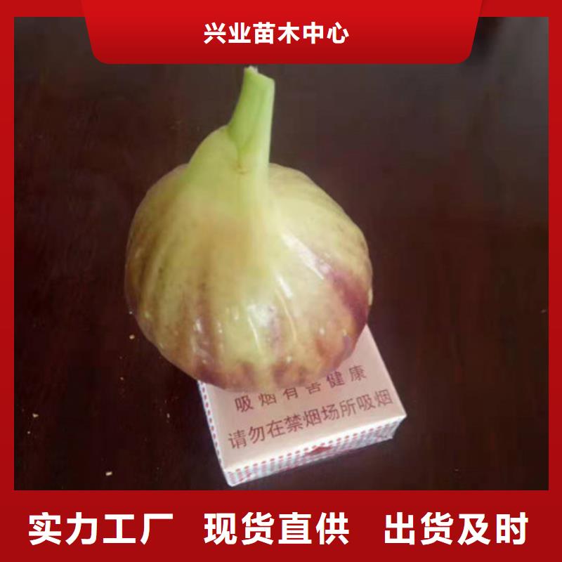 无花果车厘子苗现货充足量大优惠