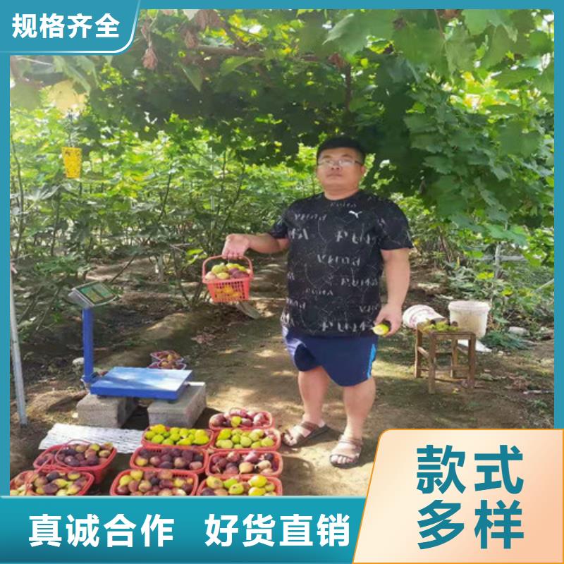 無花果桃樹苗產(chǎn)地貨源