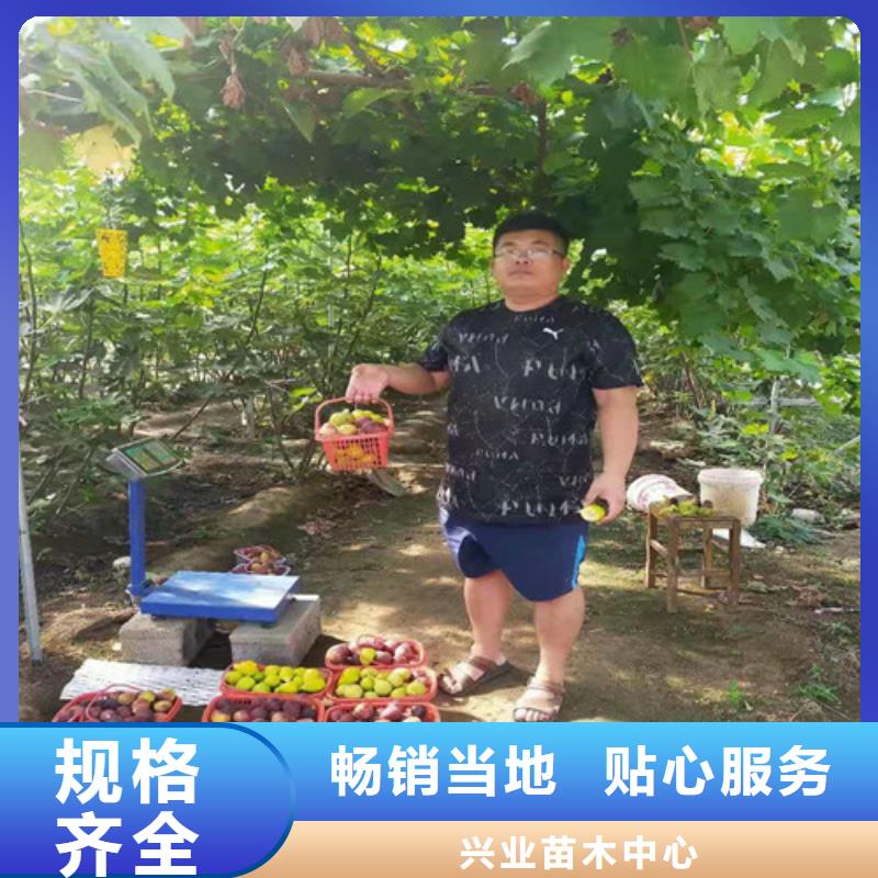 無花果,冬棗苗售后服務完善