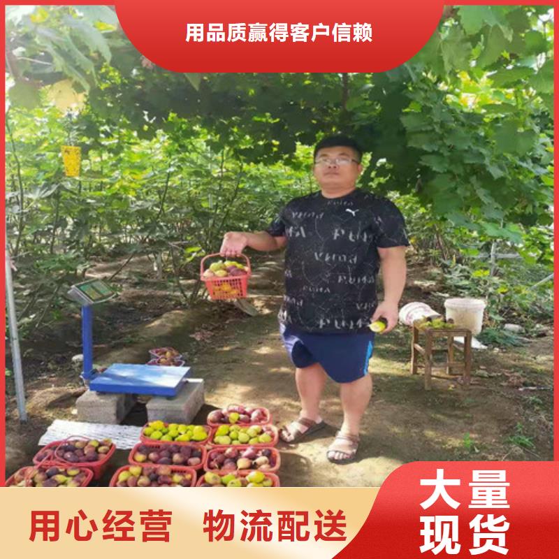 无花果_香椿树苗订制批发