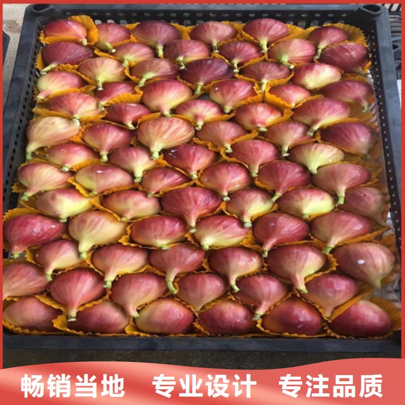 無花果_奧紅一號一件也發貨