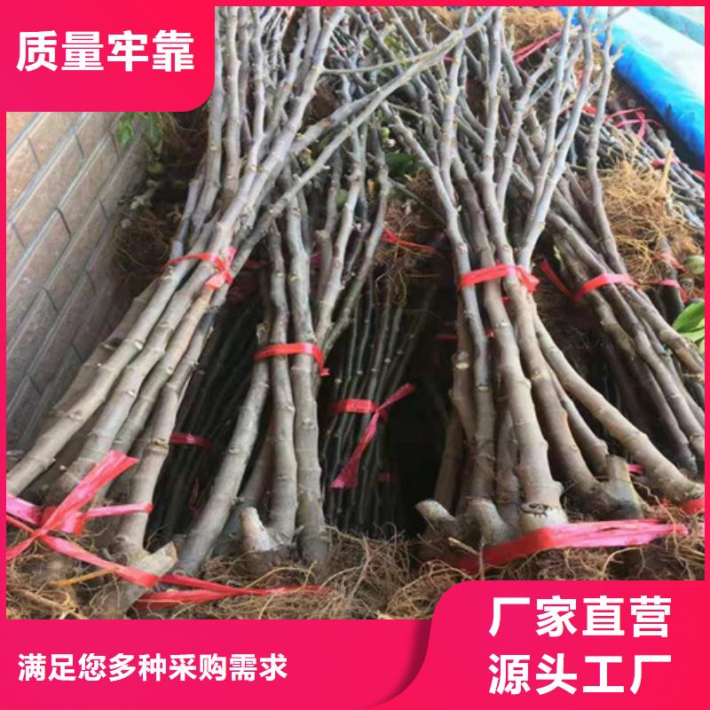 無花果海棠盆景苗打造好品質