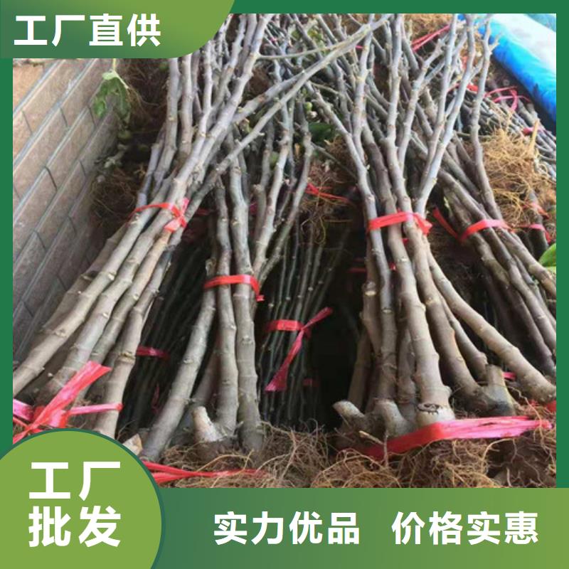 【无花果梨树苗用的放心】