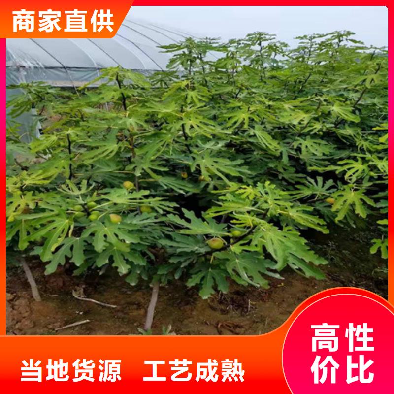 無花果桃樹苗產(chǎn)地貨源