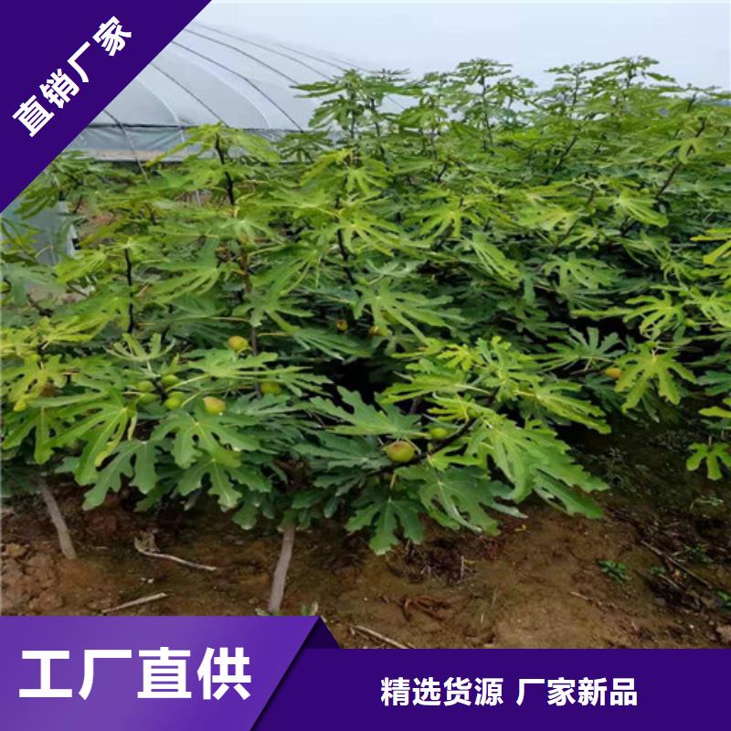 無花果桃樹苗產地貨源
