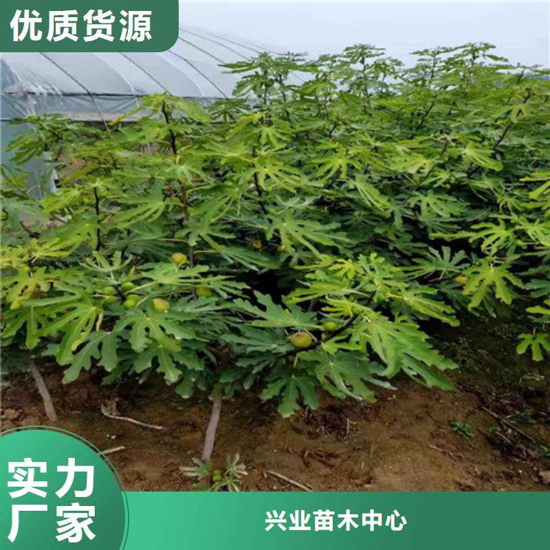 无花果-大棚草莓苗经验丰富质量放心