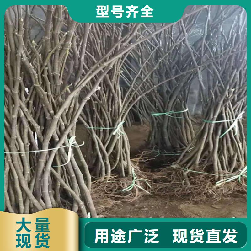 【无花果花椒苗种类齐全】