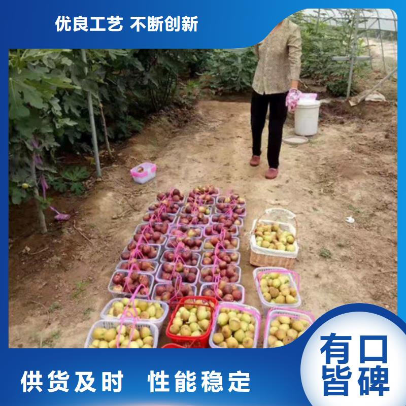 【无花果】_草莓苗懂您所需