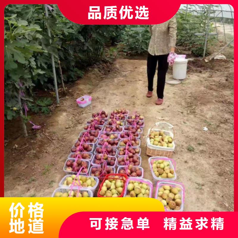 無花果桃樹苗產地貨源