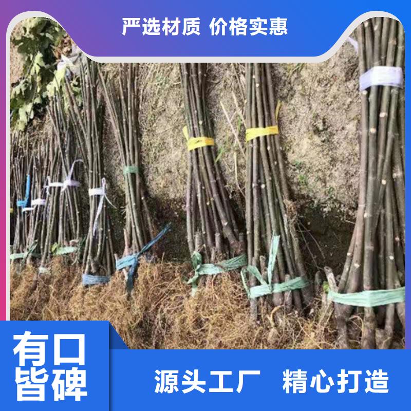 無花果煙福8蘋果苗供應采購